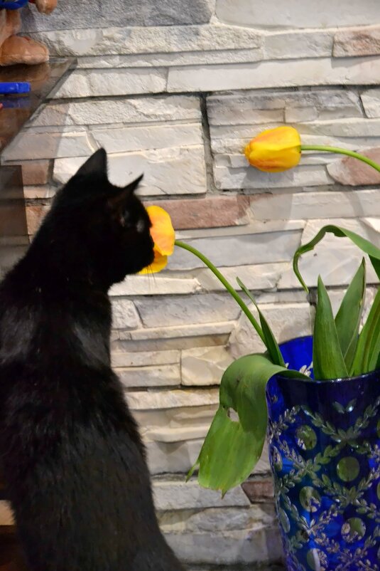 Кошка Чара и жёлтые тюльпаны. - Лариса 