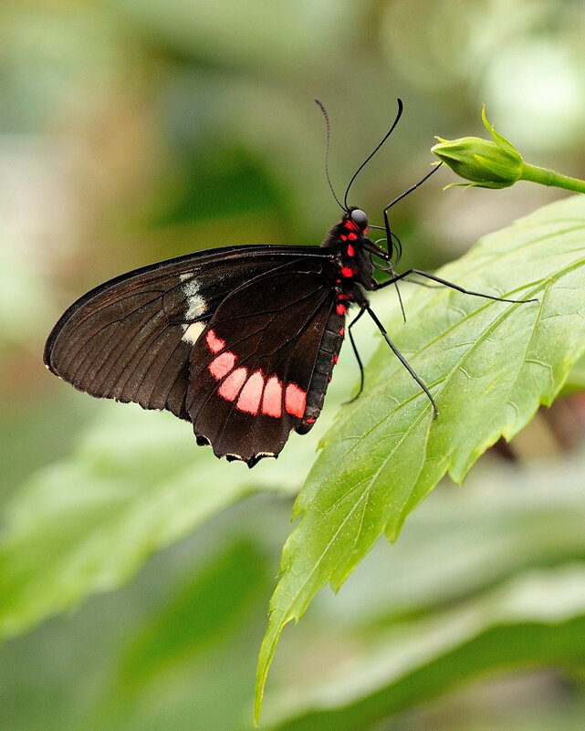 Parides iphidamas - Bo Nik