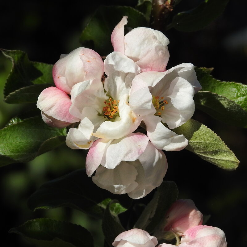 цветы яблони - ИННА ПОРОХОВА