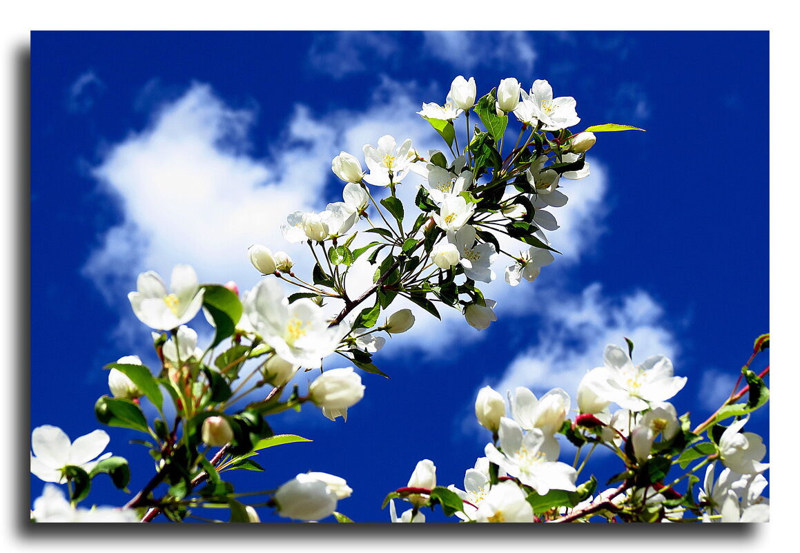 Облако в цвету, весны творение... - Андрей Розов