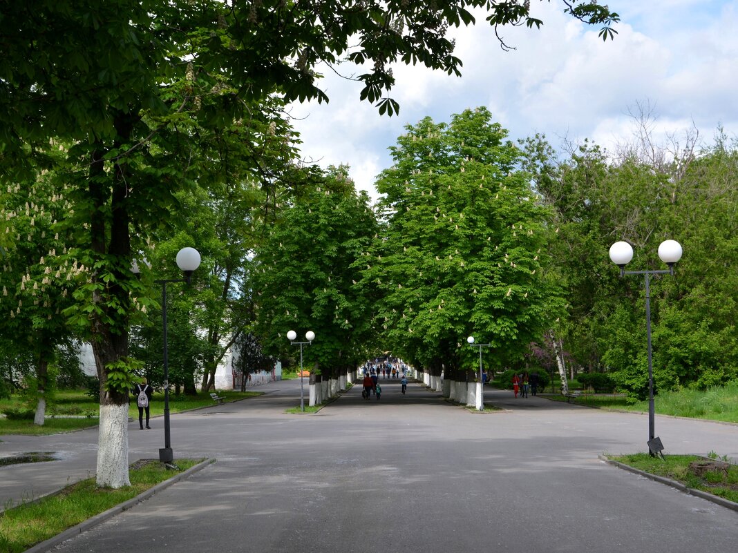 Шахты. Цветут каштаны в Александровском парке. - Пётр Чернега