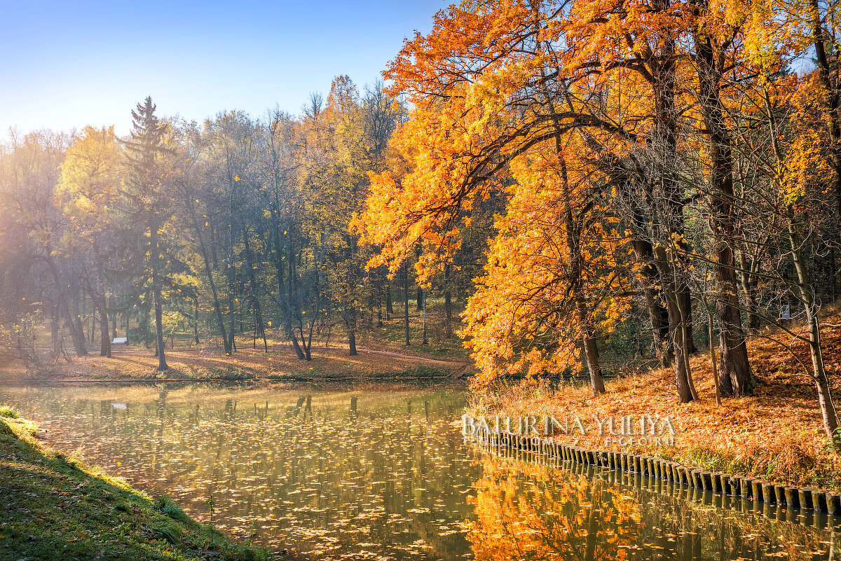 Листья в осеннем пруду - Юлия Батурина