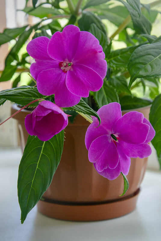 Impatiens - Kliwo 