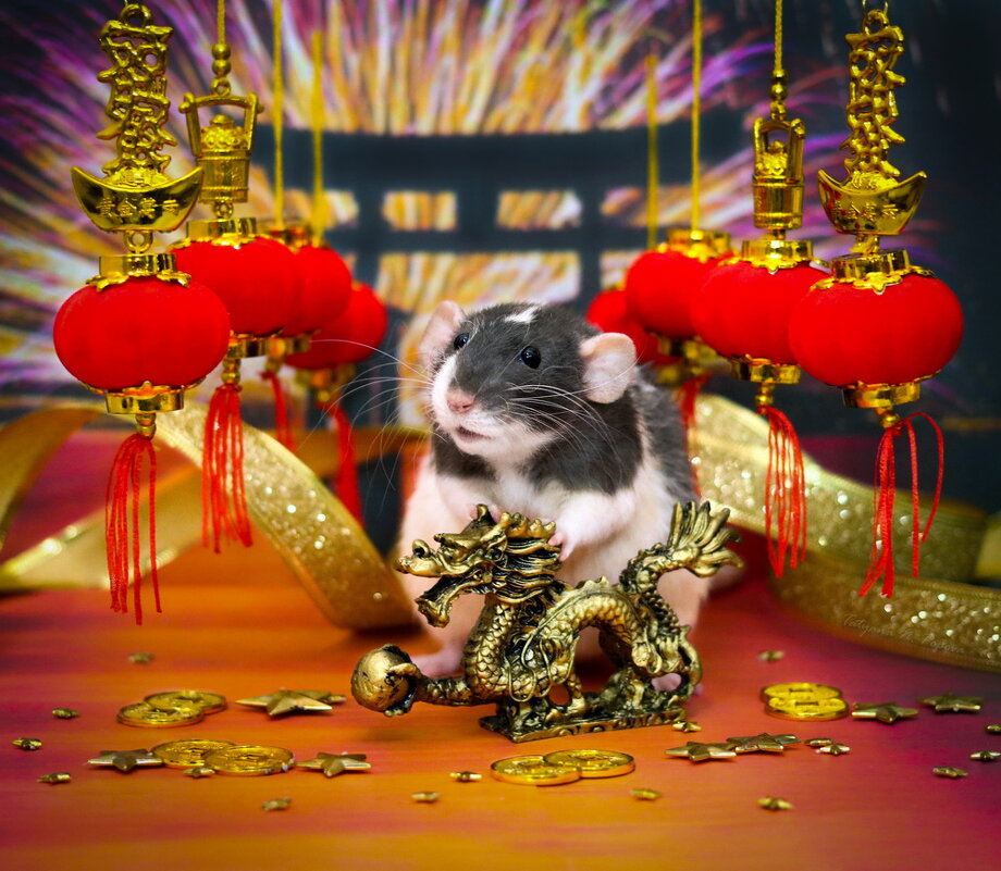 Китайский Новый Год! Год Крысы! - Татьяна Попова
