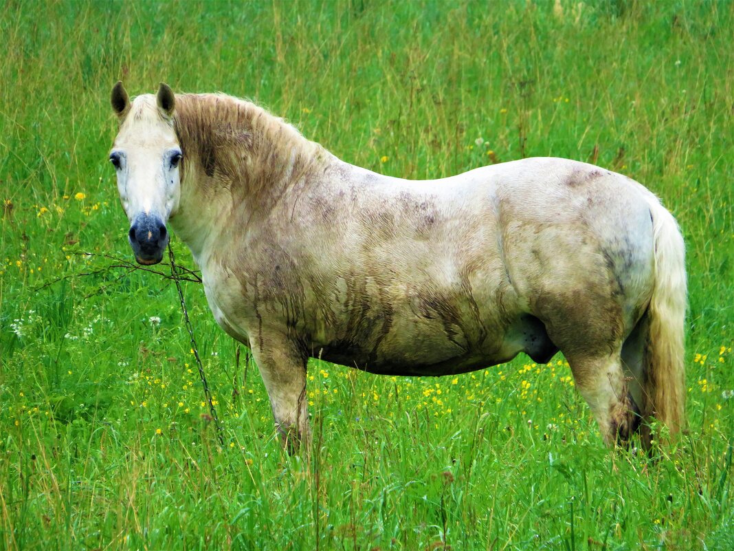Конь + дождь= мокрый конь - Ольга Митрофанова