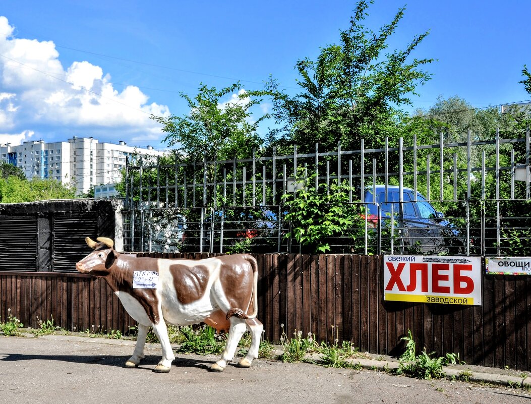 Городская корова... - Анатолий Колосов