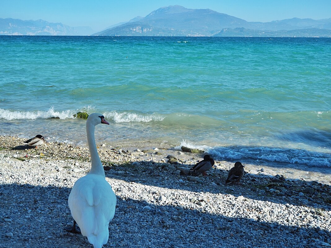 Lago di Garda oзеро Гарда Италия - wea *