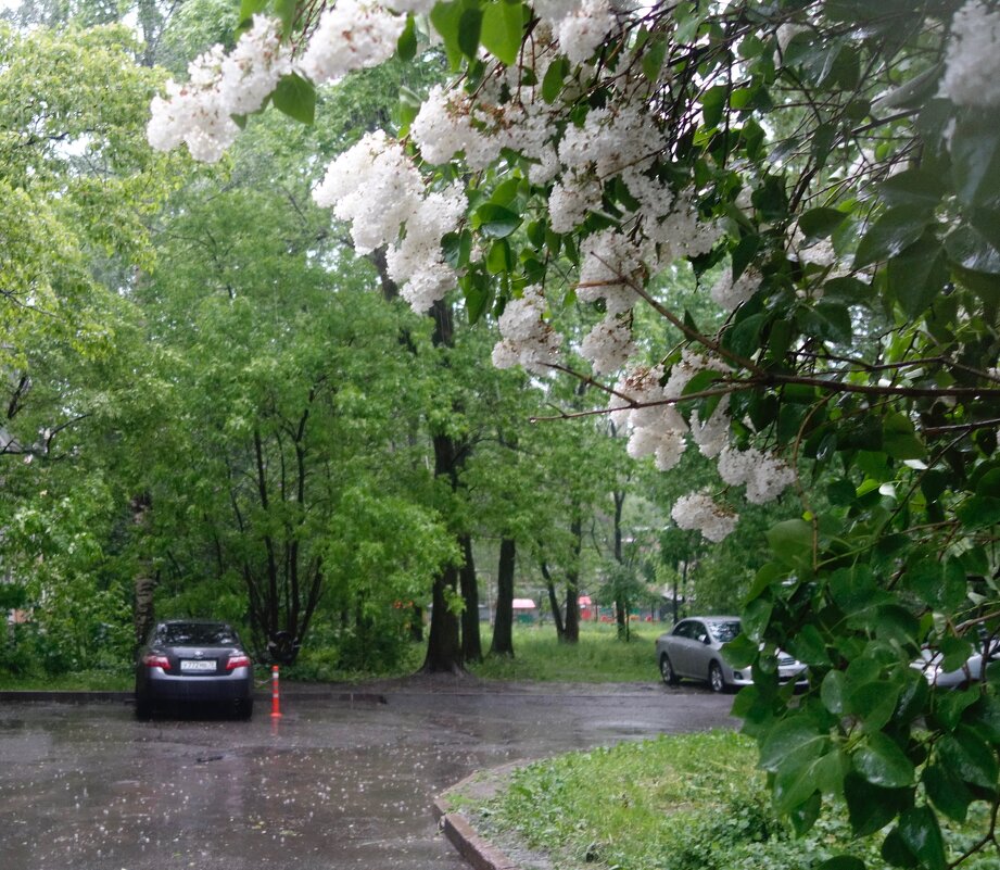 июньский дождь - Елена 