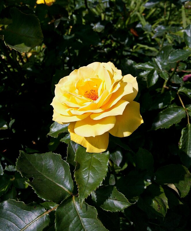 Июньские розы. Фото №4 2020 г. - Владимир Бровко
