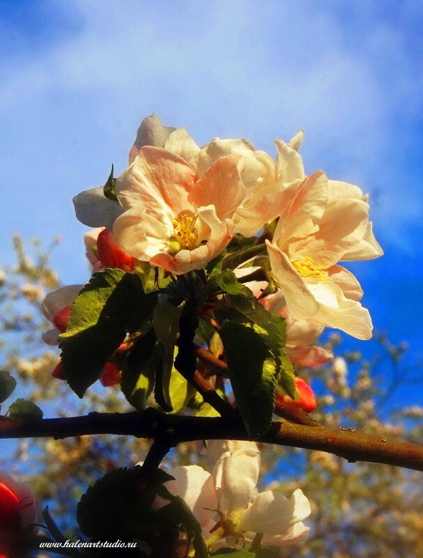 Яблони в моем саду - Игорь Корф