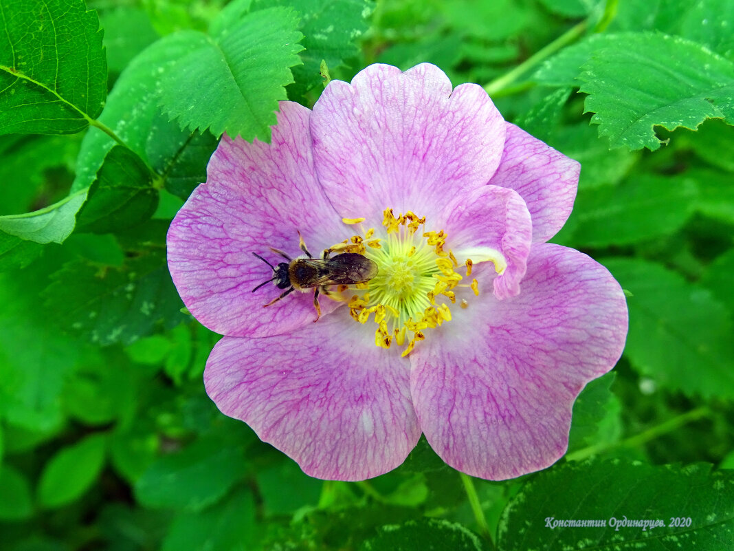 Пчёлка на цветке шиповника - Константин Ординарцев