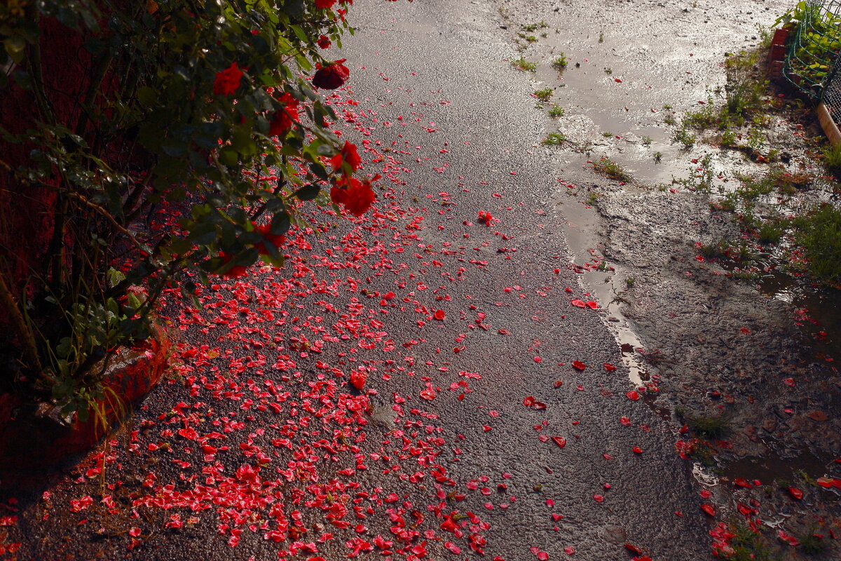 Розы и дождь 2 - Юрий Гайворонский