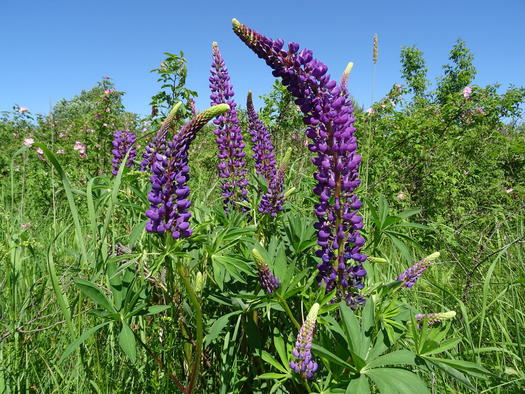 Люпины  (Lupinus) - Денис Бочкарёв