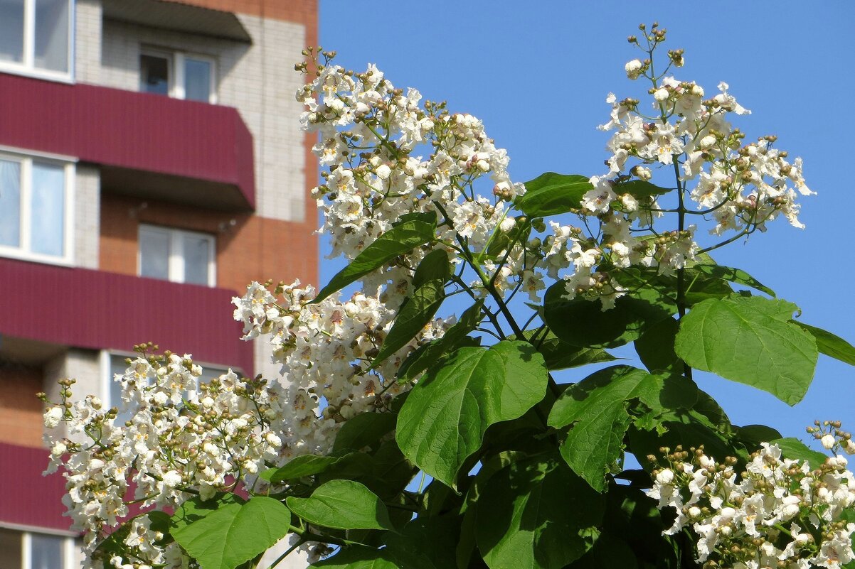 Катальпа всегда зацветает в начале июня и цветёт почти весь месяц - Татьяна Смоляниченко