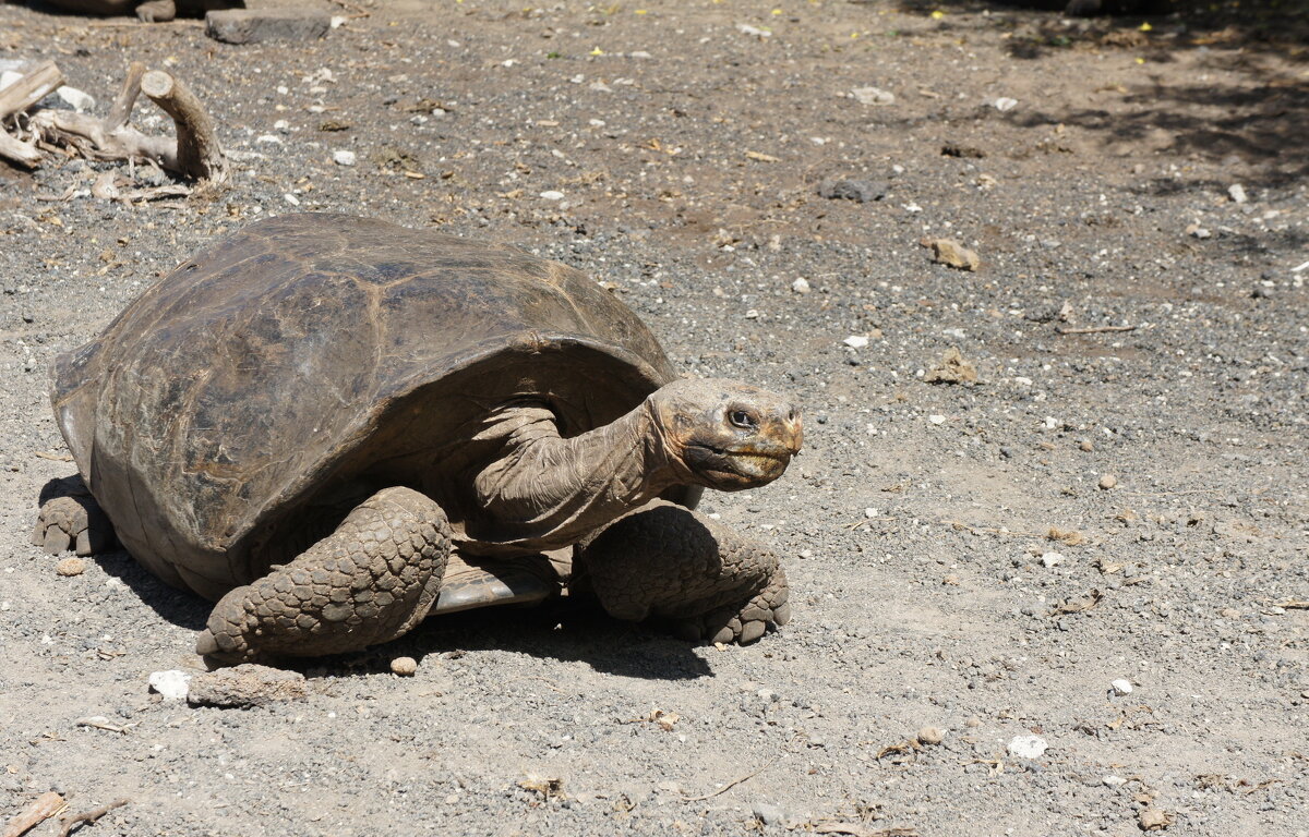 Галапагосская черепаха - irina Schwarzer 
