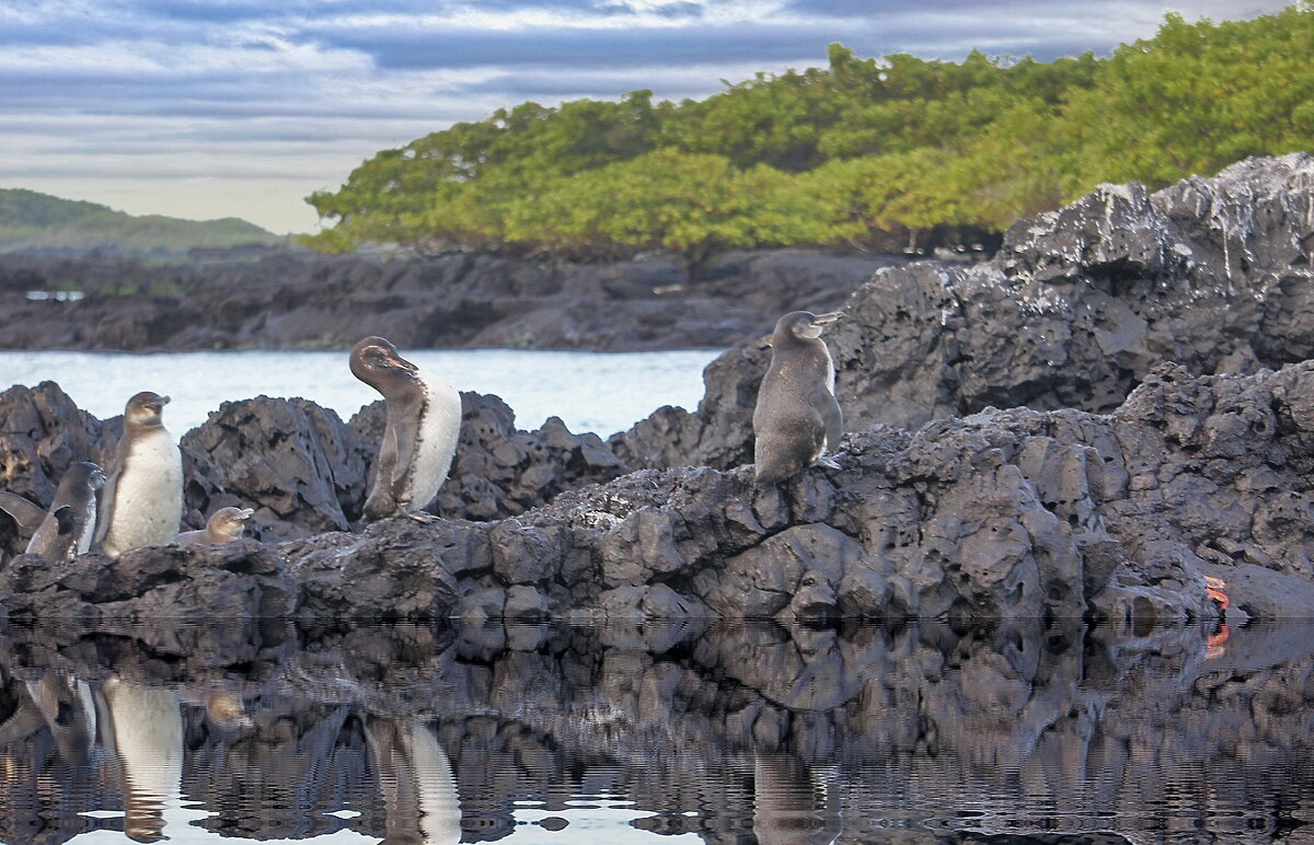 Галапагосские пингвины - irina Schwarzer 