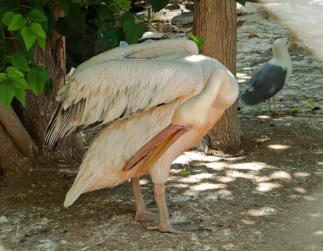 Пеликан чистит перышки - Светлана 