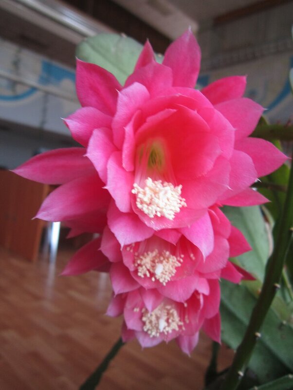 Розовые цветы - Дмитрий Никитин