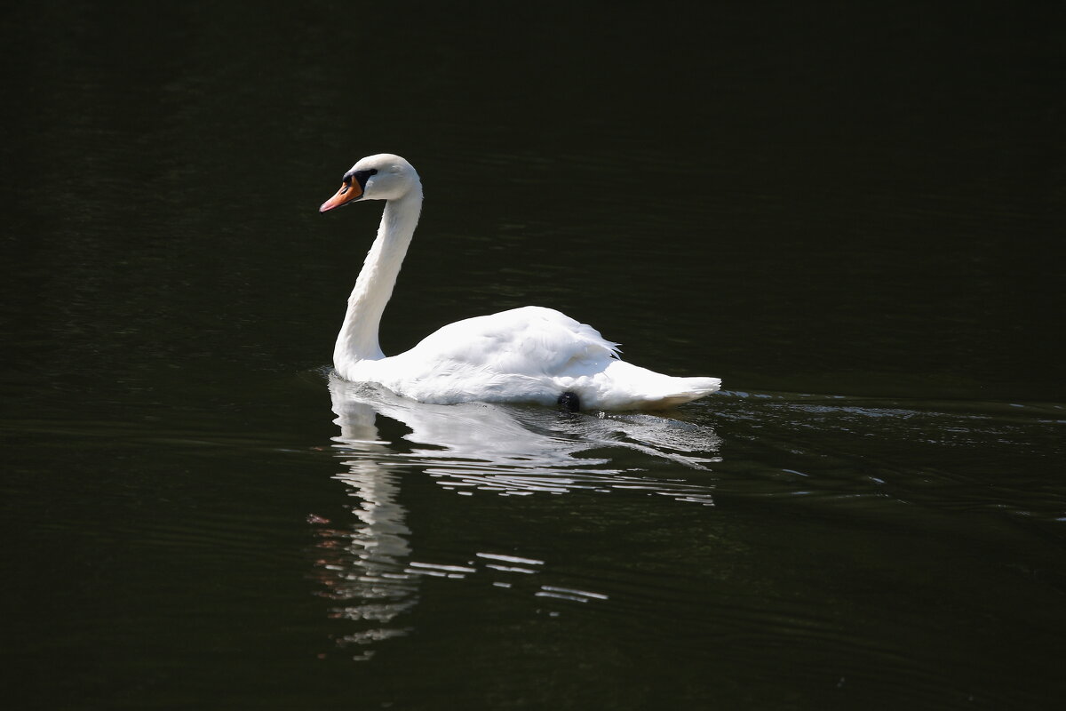 Лебедь белая плывёт... - Александр Сергеевич 