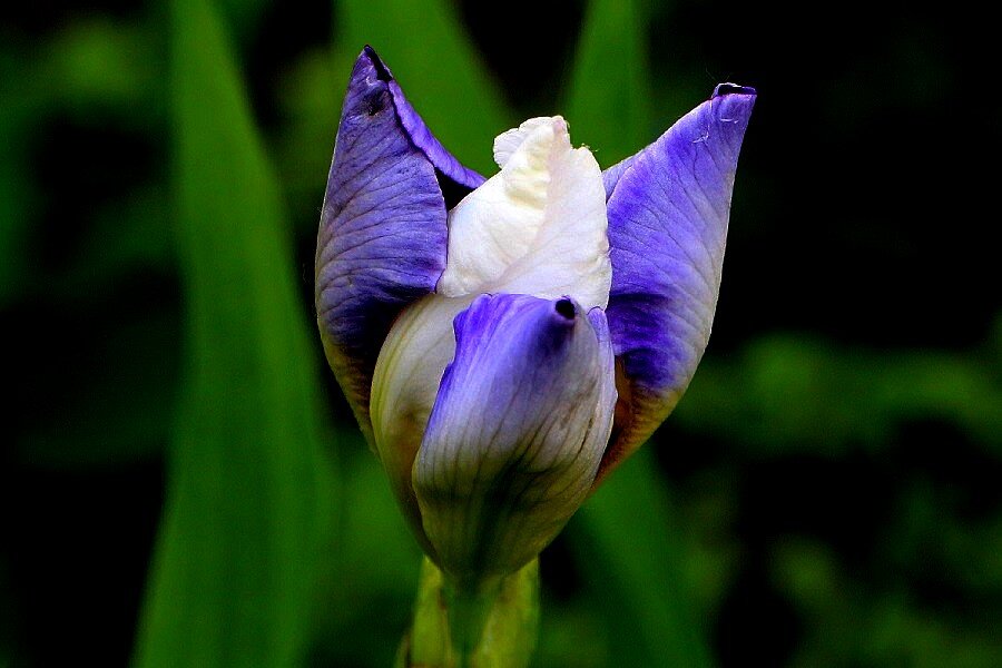 Ирис или касатик, цветок насчитывает более 60 тыс. сортов - Надежд@ Шавенкова