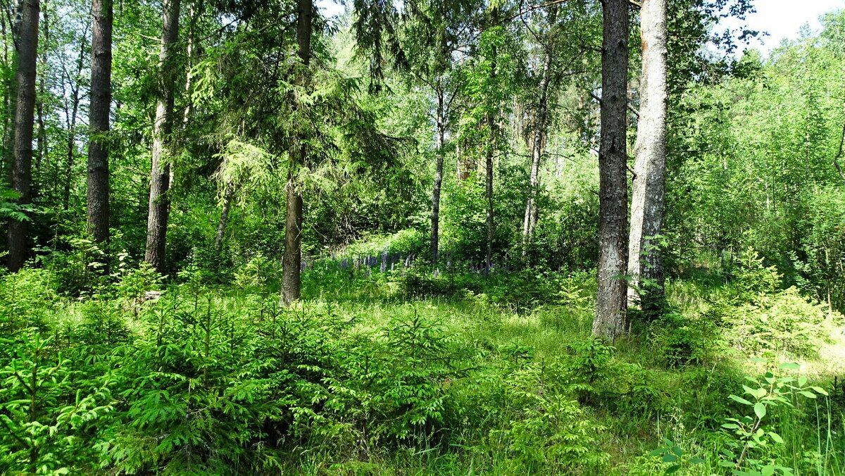 Хвойный лес в июне (из поездок по области). - Милешкин Владимир Алексеевич 