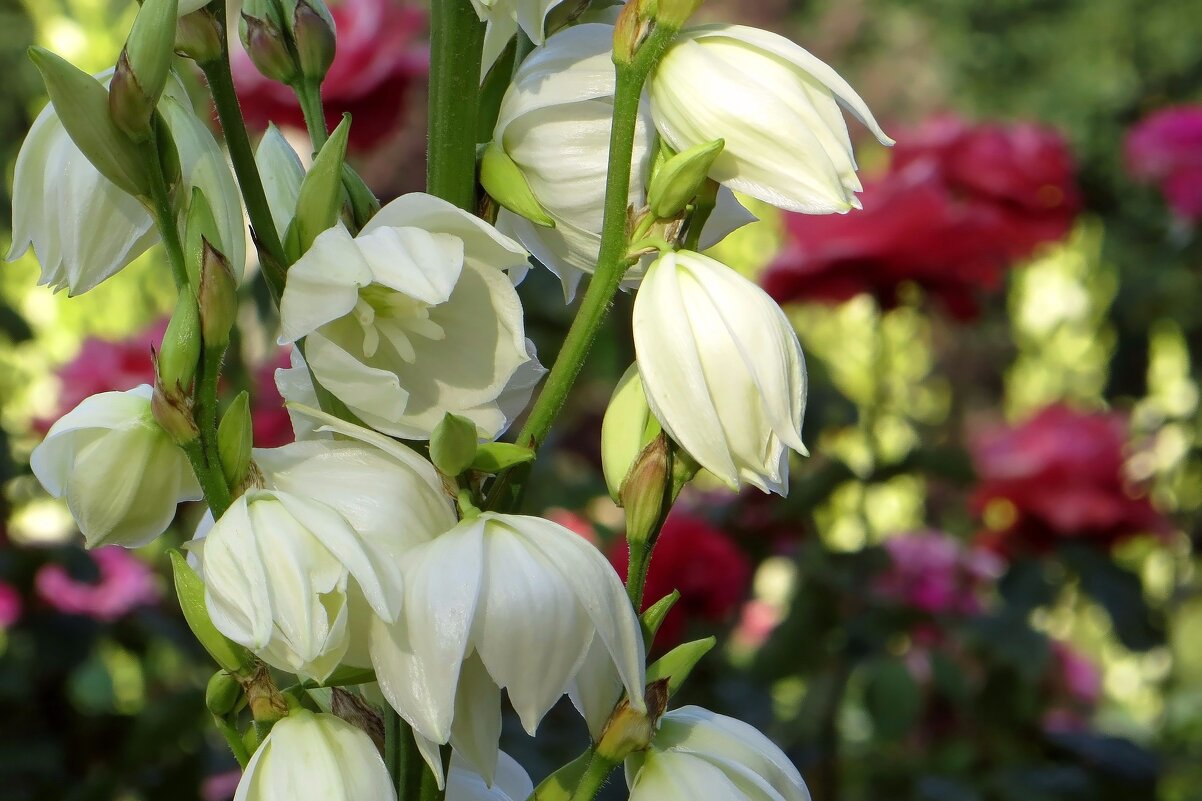 Белые цветки юкки, длиной до 7 см, похожи на повислые колокольчики - Татьяна Смоляниченко