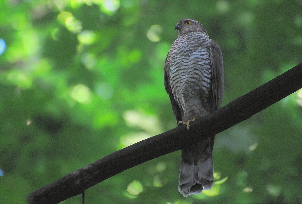 Ястреб-перепелятник(Accipiter nisus) - Иван 