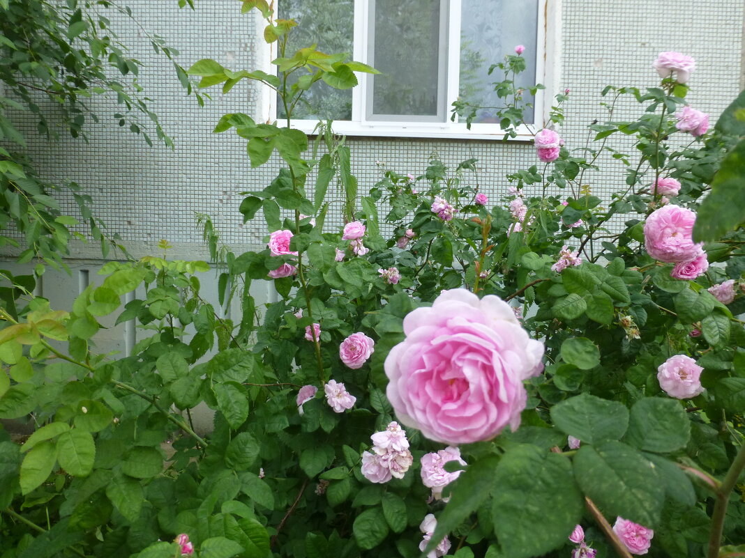 Цветы у дома - Наиля 