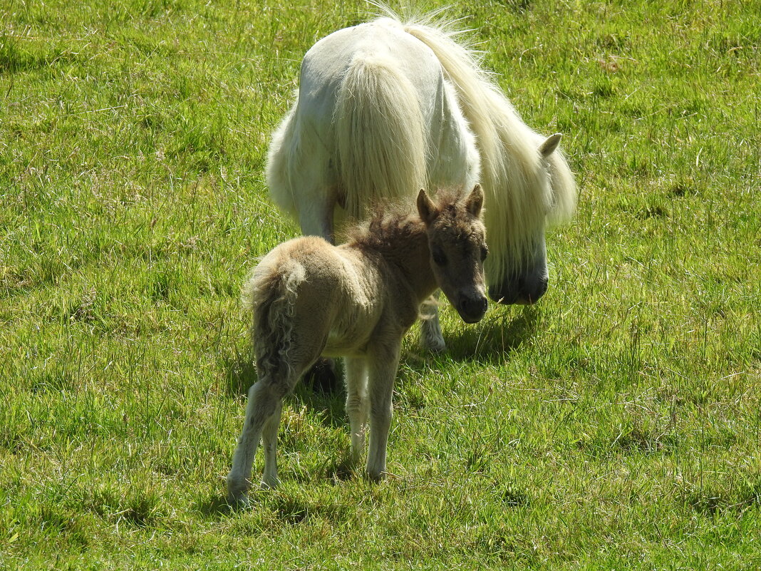 Беленькая пони и её малыш - Natalia Harries
