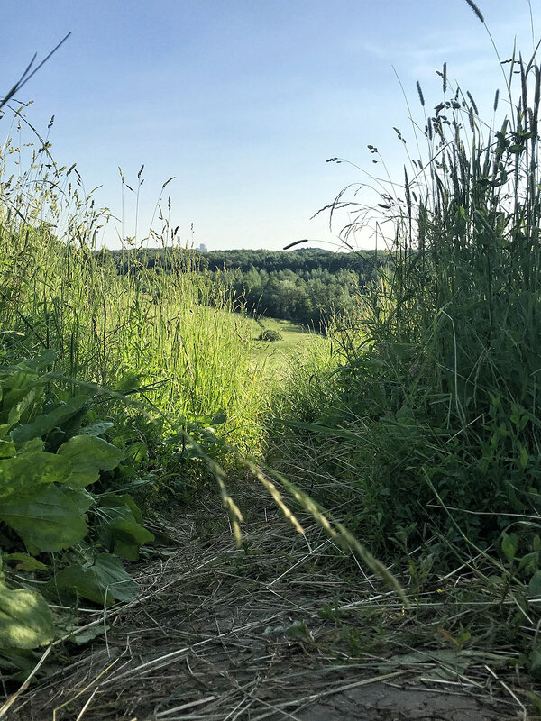 В траве ... - Лариса Корженевская