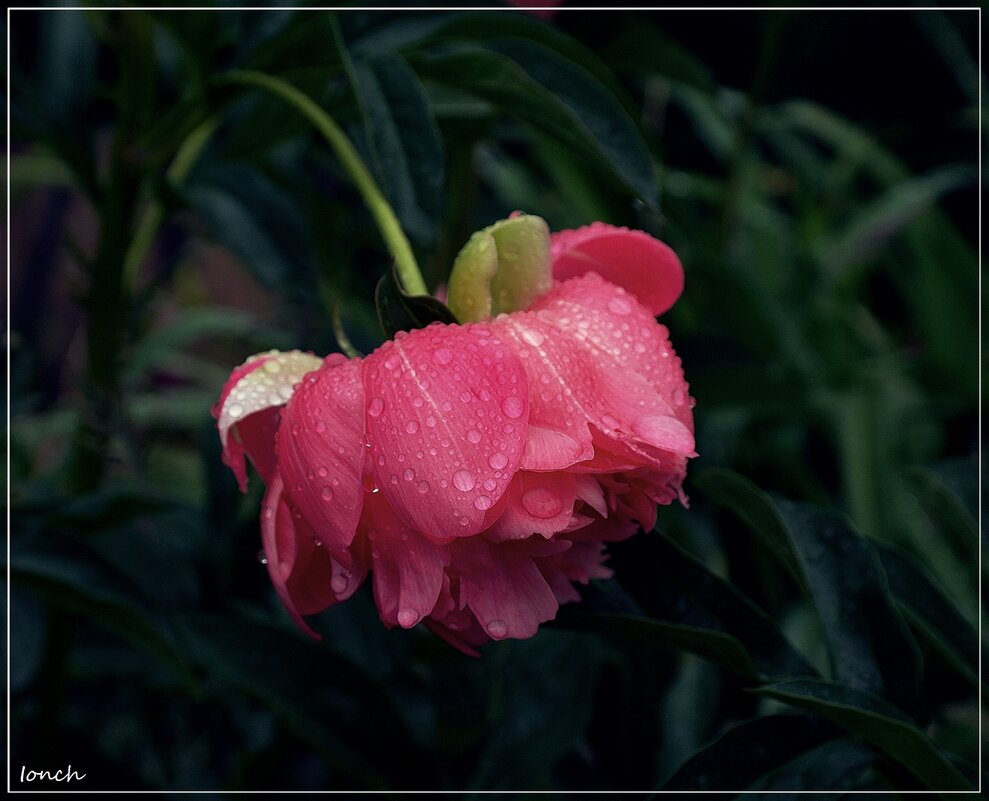Эти летние дожди (Мелодии июльского сада) - muh5257 