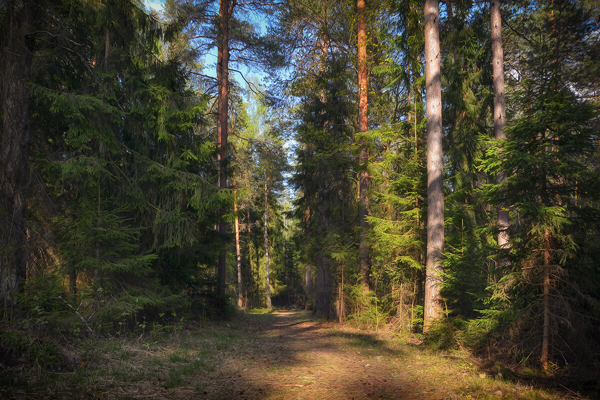 Прогулка по лесу - Алексей (GraAl)