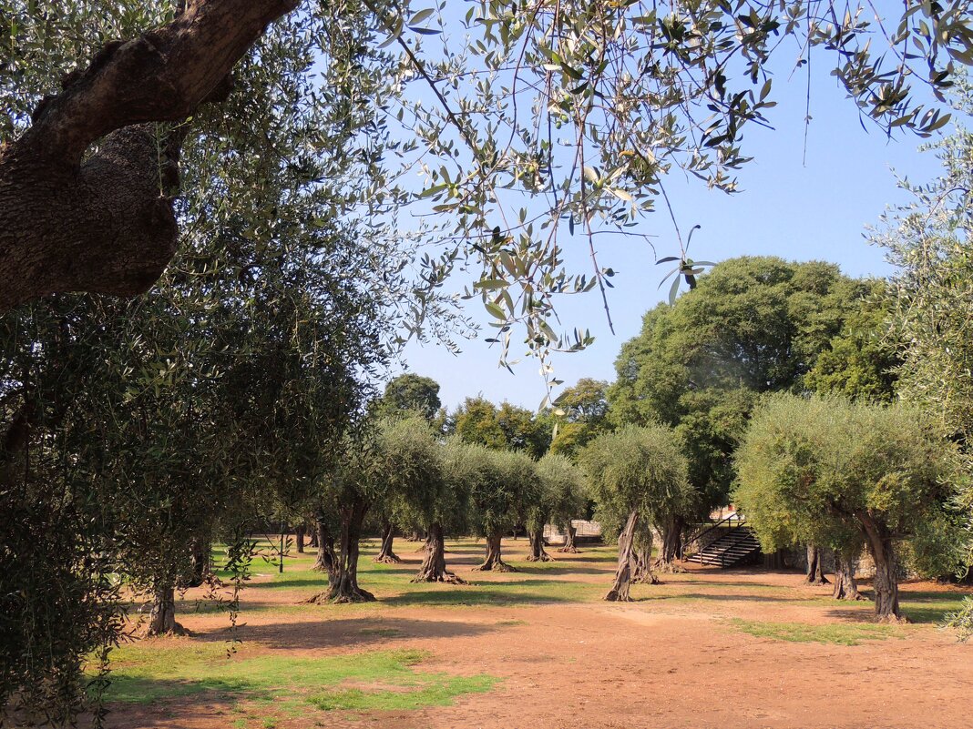 Оливковая роща францисканского  монастыря Симье - Гала 