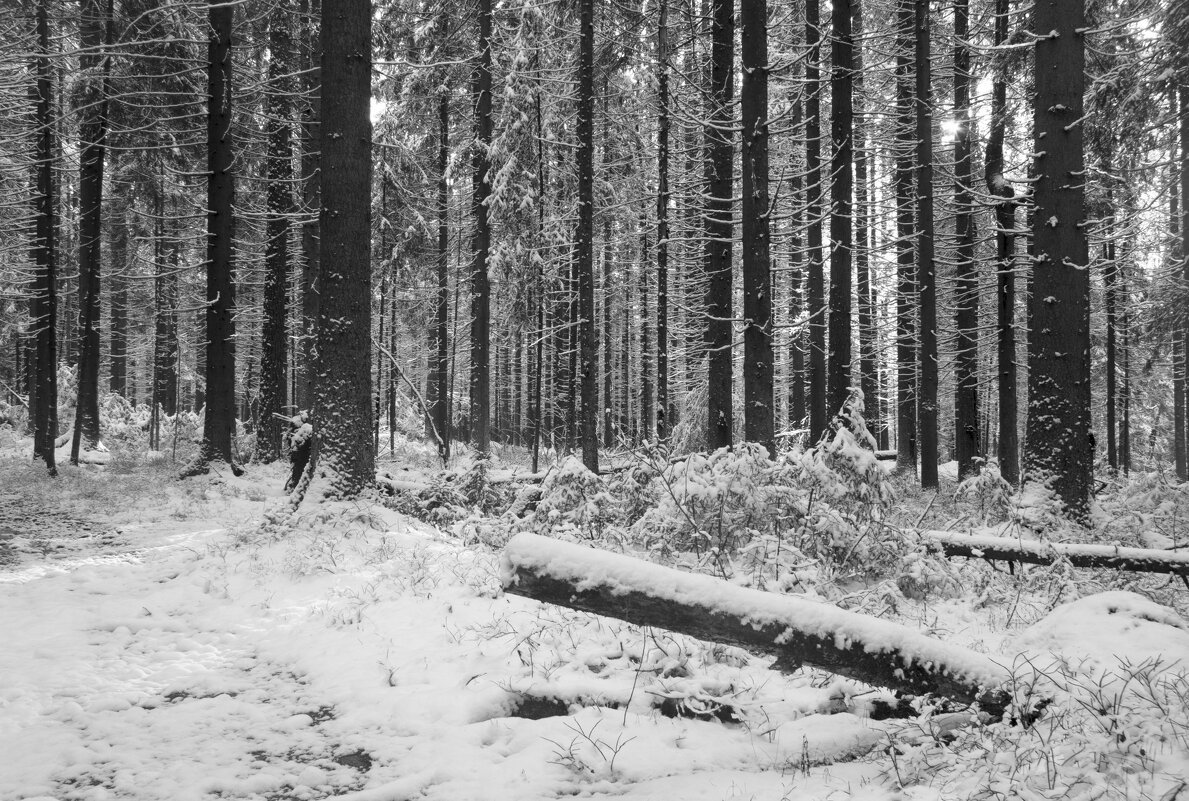 Снег в лесу - Aнна Зарубина