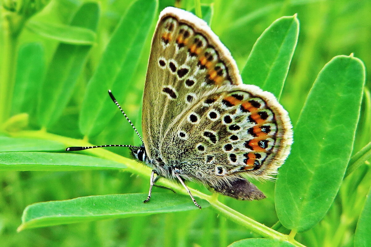 Голубя́нка аргус, или большой аргус (Plebejus argus. - ivan 