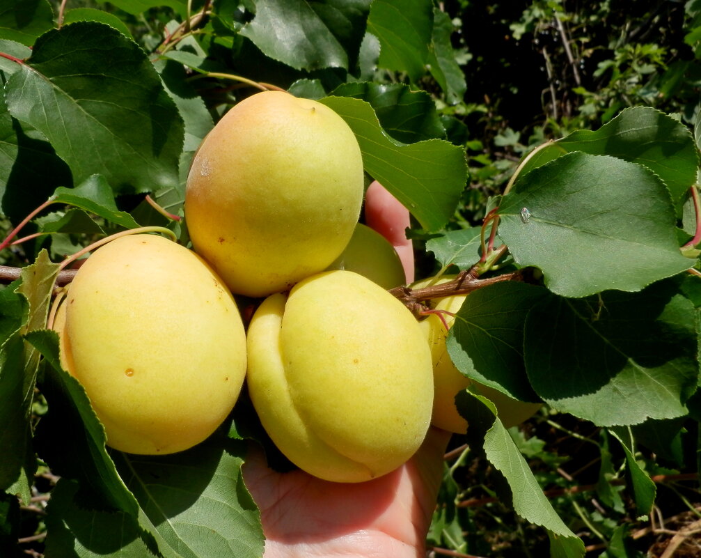 абрикос ананасный - Люша 