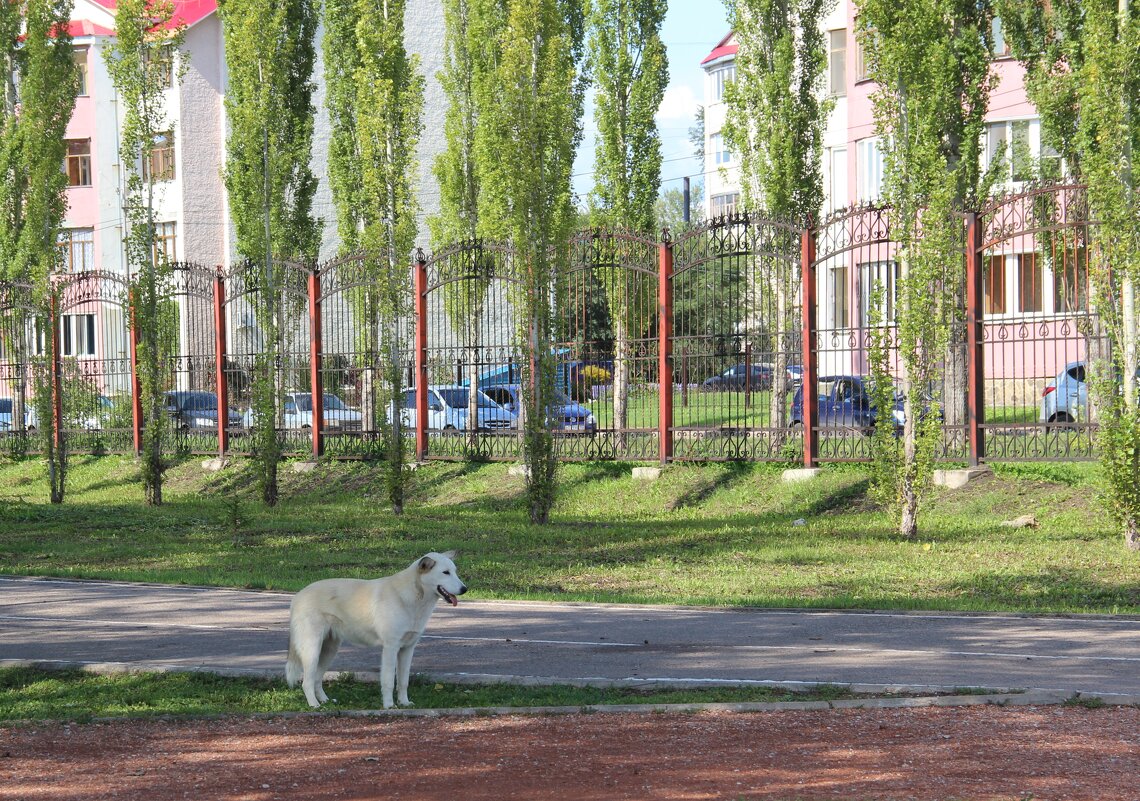 В парке. - Венера Чуйкова