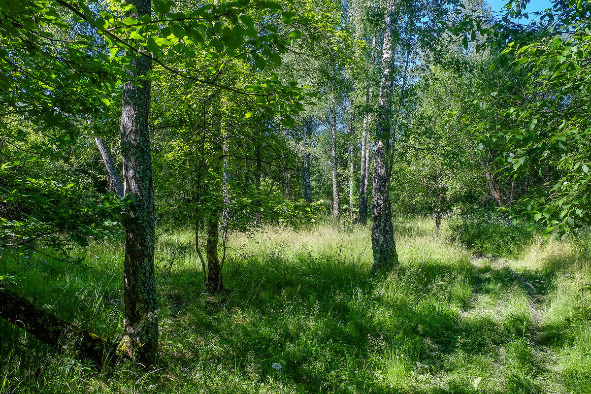 Летний лес - Виктор 