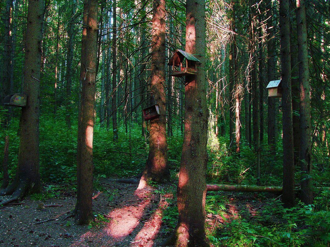 В лесу. - ANNA POPOVA
