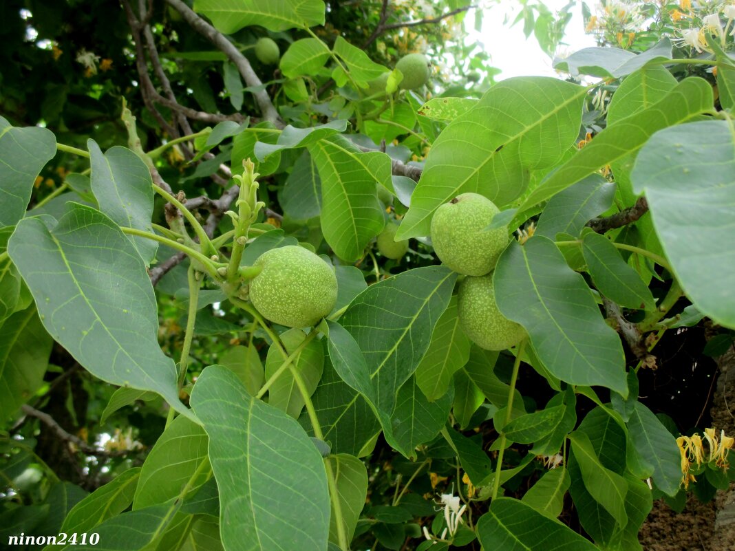 Орехи грецкие - Нина Бутко