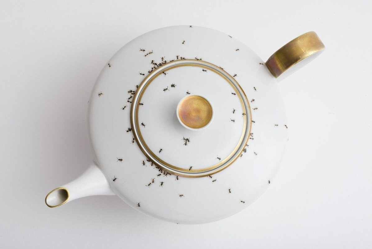 Чай с муравьями - Борис 