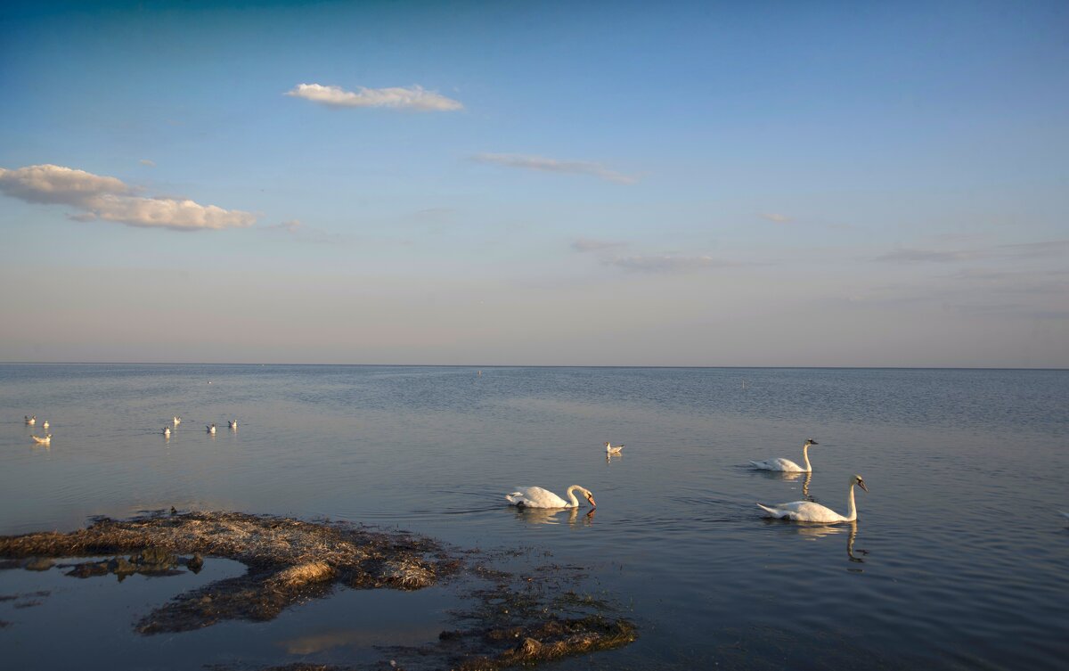 Лебеди на Черном море - Александр Довгий