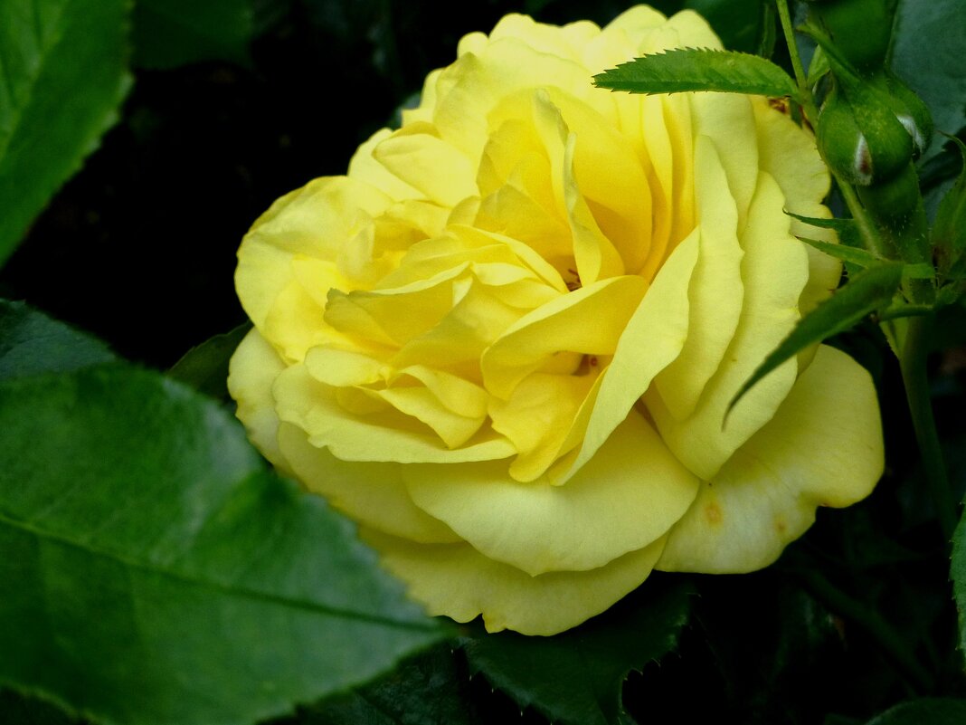 Жёлтая роза – Солнышка лик - Лидия Бусурина