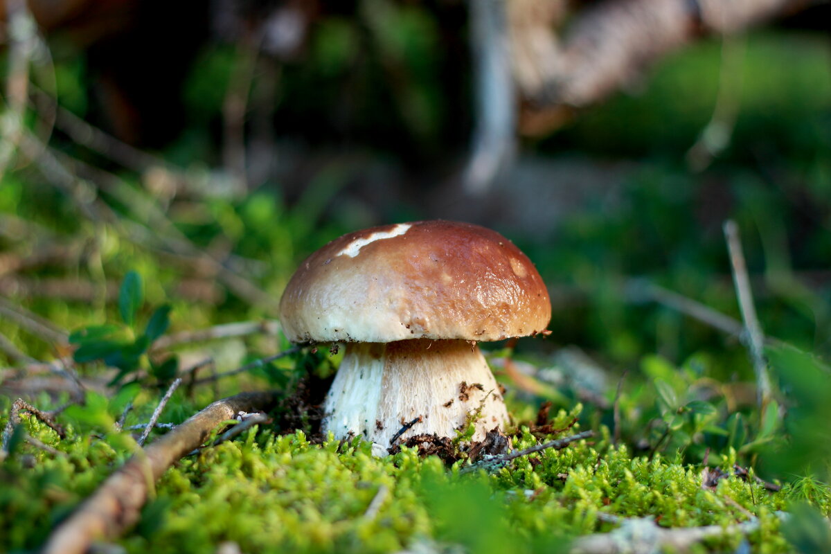 За грибами - александр пеньков