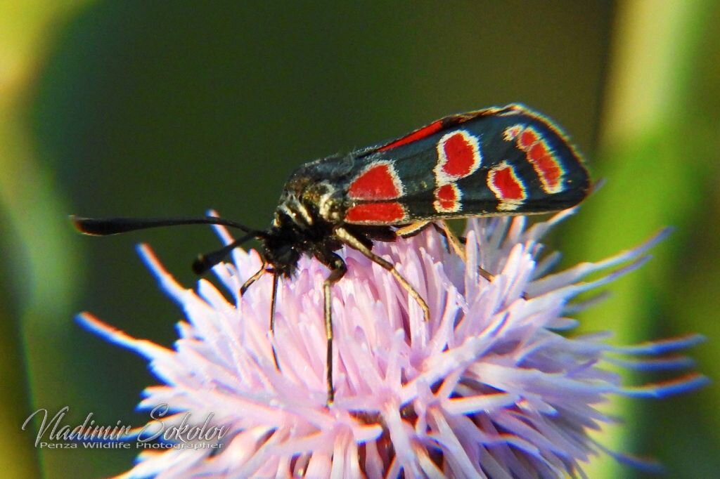 Пестрянка Глазчатая (Zygaena carniolica) - Владимир Соколов