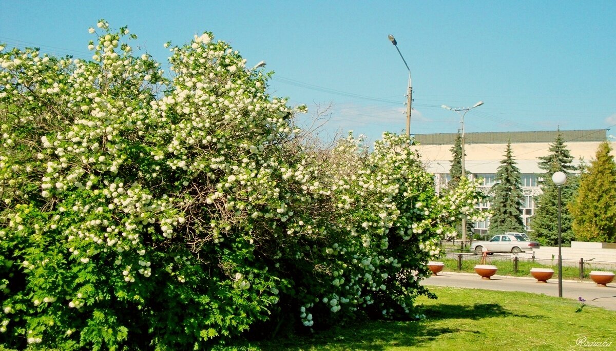 Цветет жасмин - Raduzka (Надежда Веркина)