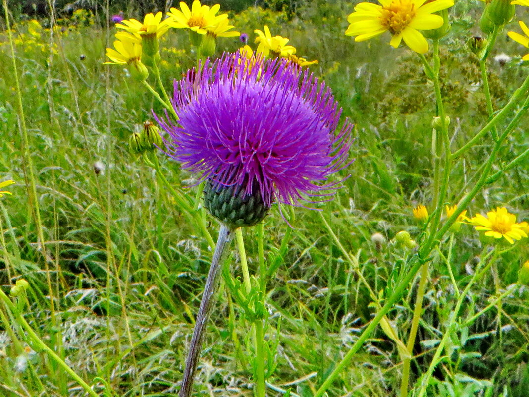 Бодяк серый. Cirsium canum - ivan 