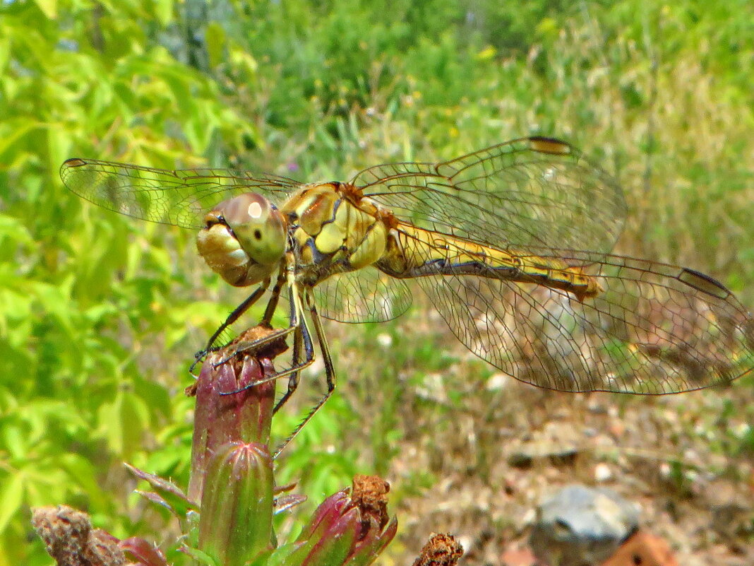 Sympetrum vulgatum - Симпетрум обыкновенный - ivan 