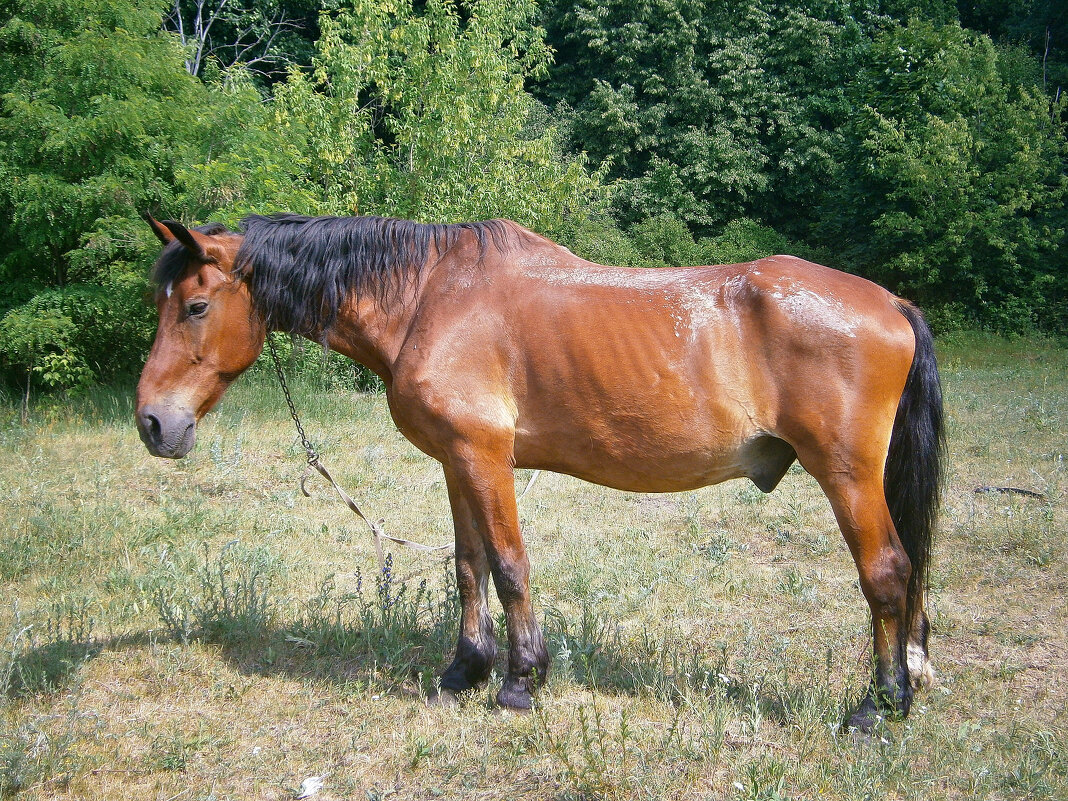 Стоял в поле конь - MarinaKiseleva 