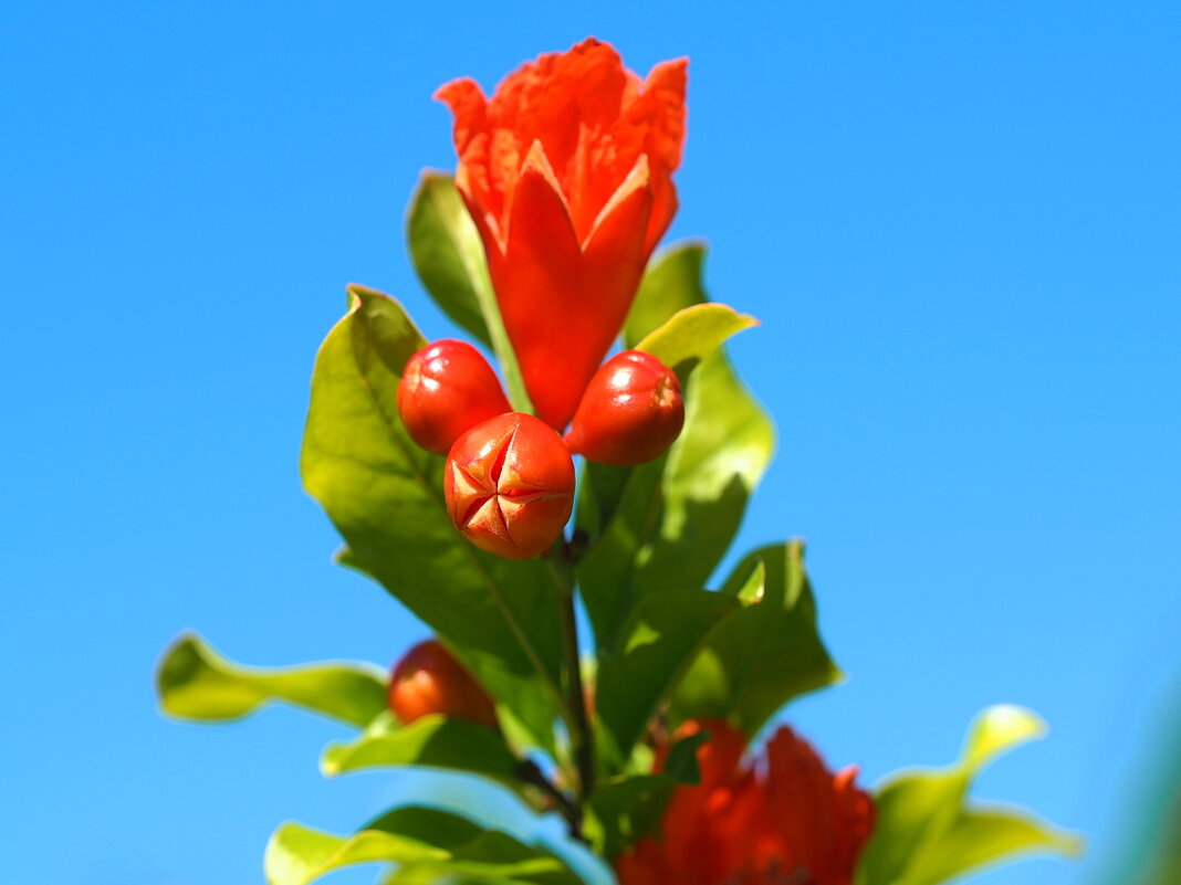 Гранат цветет - wea *